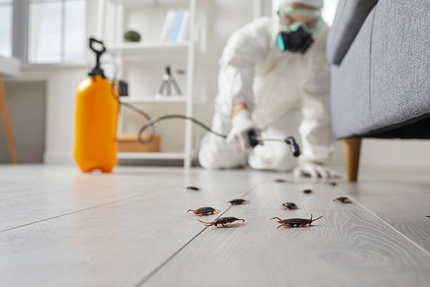 Affordable Termite Control solutions in Verona, VA
